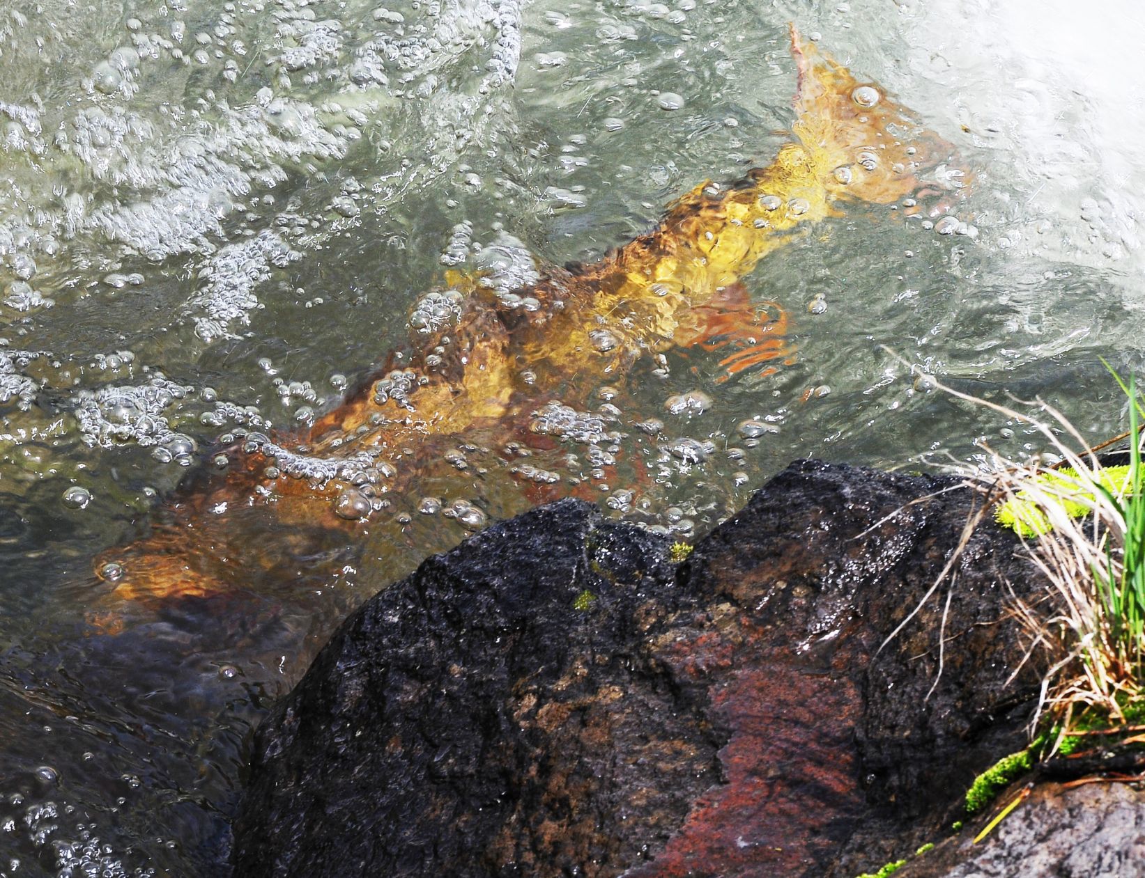 Cutthroat spawning